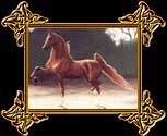 AMERICAN SADDLEBRED