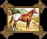 APPALOOSA